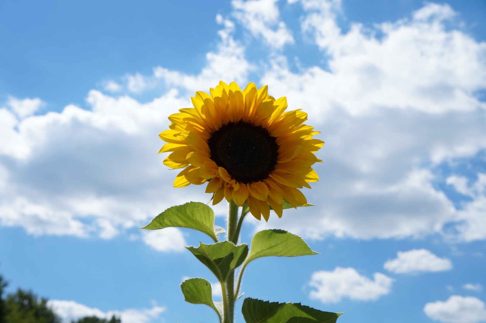 Nikipics Geburtstags-Sonnenblume Nikipics Geburtstags-Sonnenblume