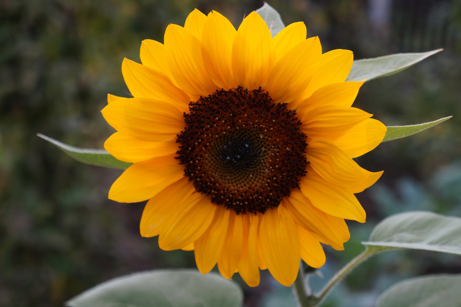 Orange Sonnenblume 1 Orange Sonnenblume 1