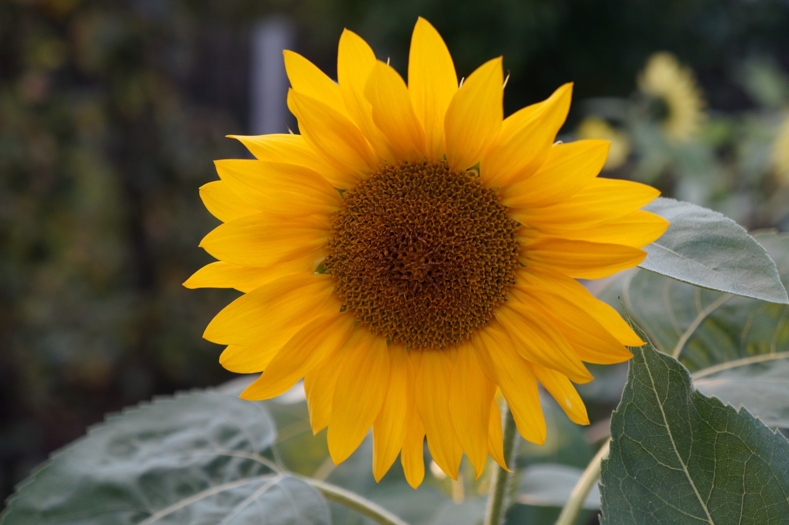 Orange Sonnenblume 2 Orange Sonnenblume 2