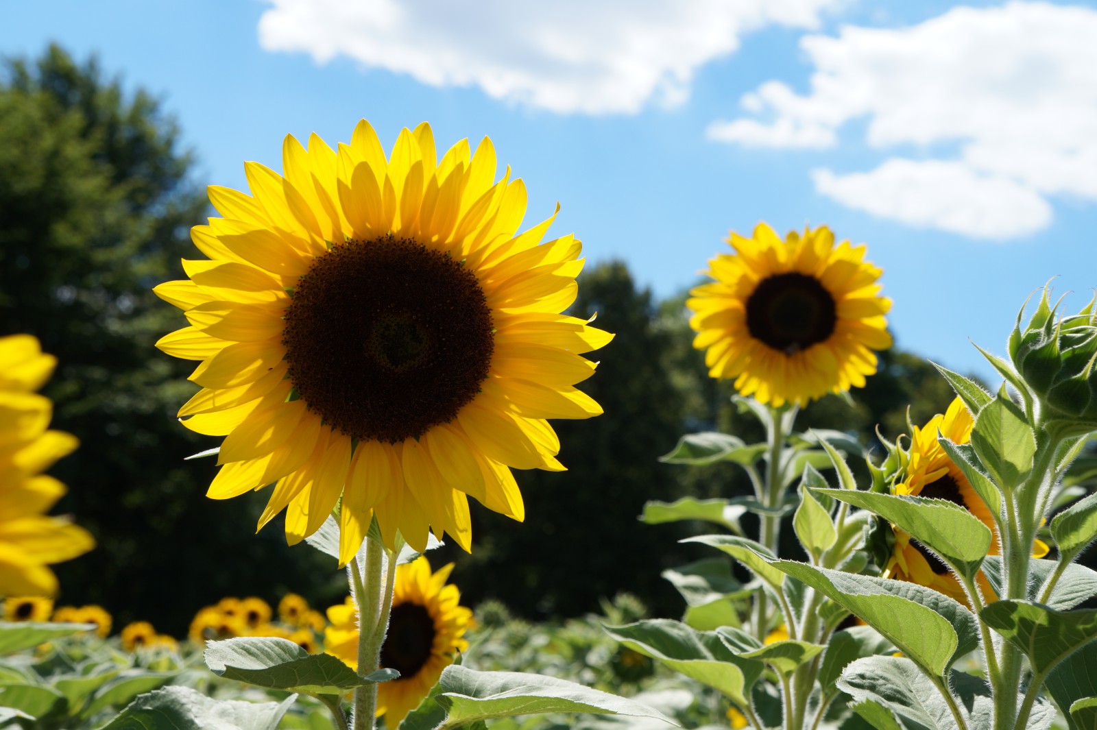 Schöne Sonnenblumen vor weißblauen Himmel Schöne Sonnenblumen vor weißblauen Himmel