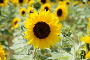 Schönheit im Sonnenblumenfeld Schönheit im Sonnenblumenfeld
