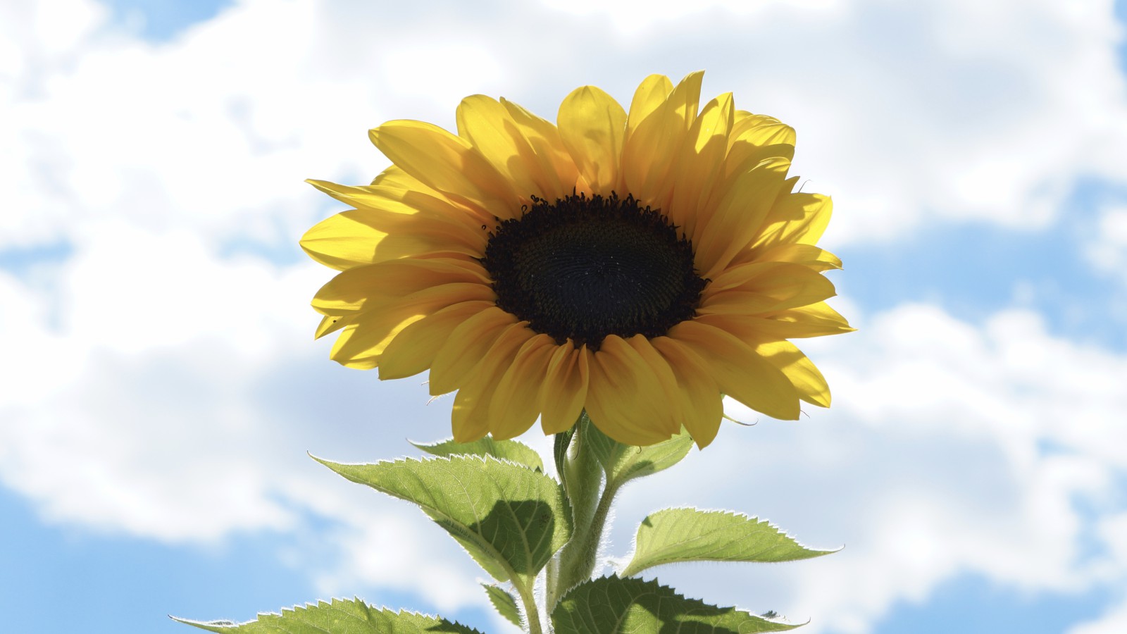 Sommersonne Sommersonne