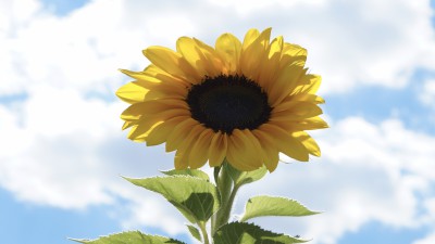 Sonnenblumen