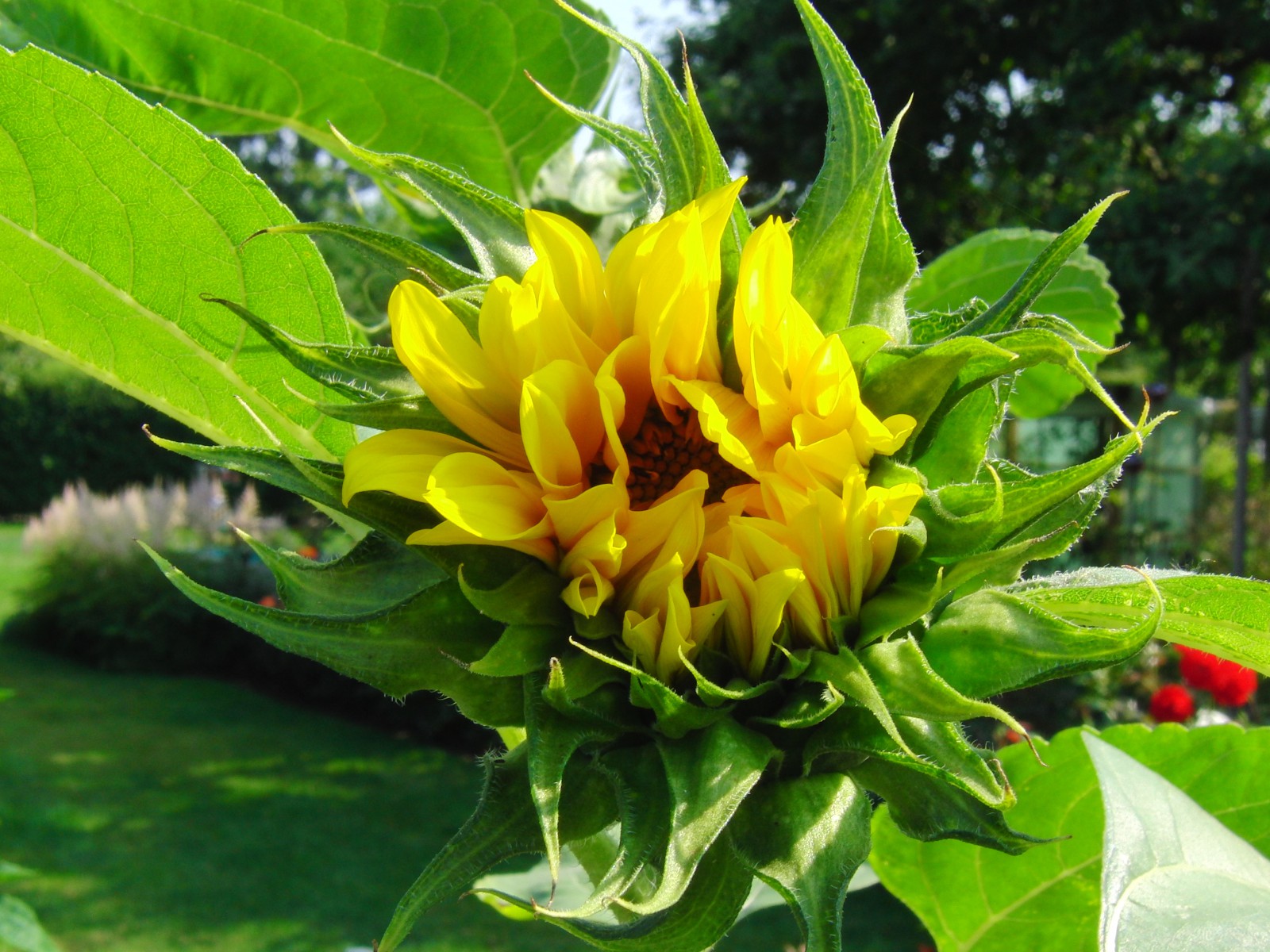 Sonnenblume am Aufblühen Sonnenblume am Aufblühen