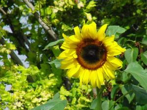 Sonnenblume gelb 2 Sonnenblume gelb 2