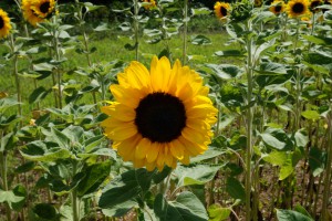 Sonnenblume im Feld Sonnenblume im Feld