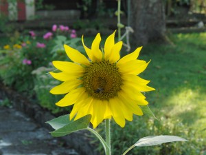 Sonnenblume im Garten Sonnenblume im Garten