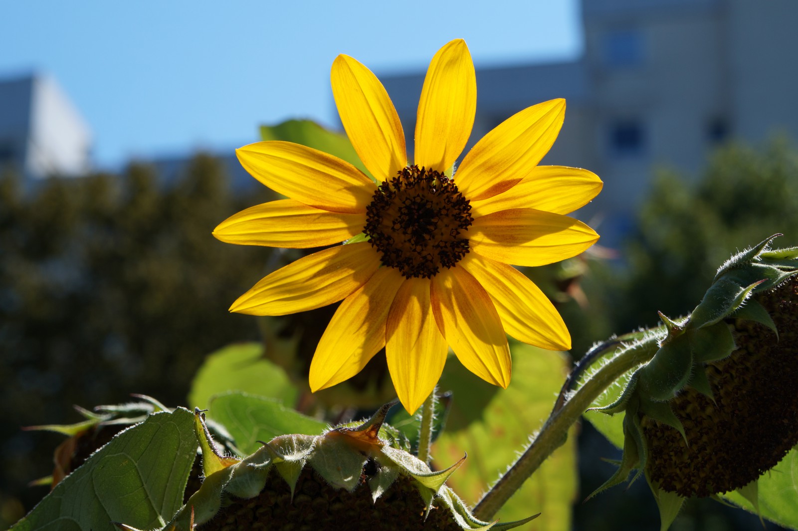 Sonnenblume in der Stadt Sonnenblume in der Stadt