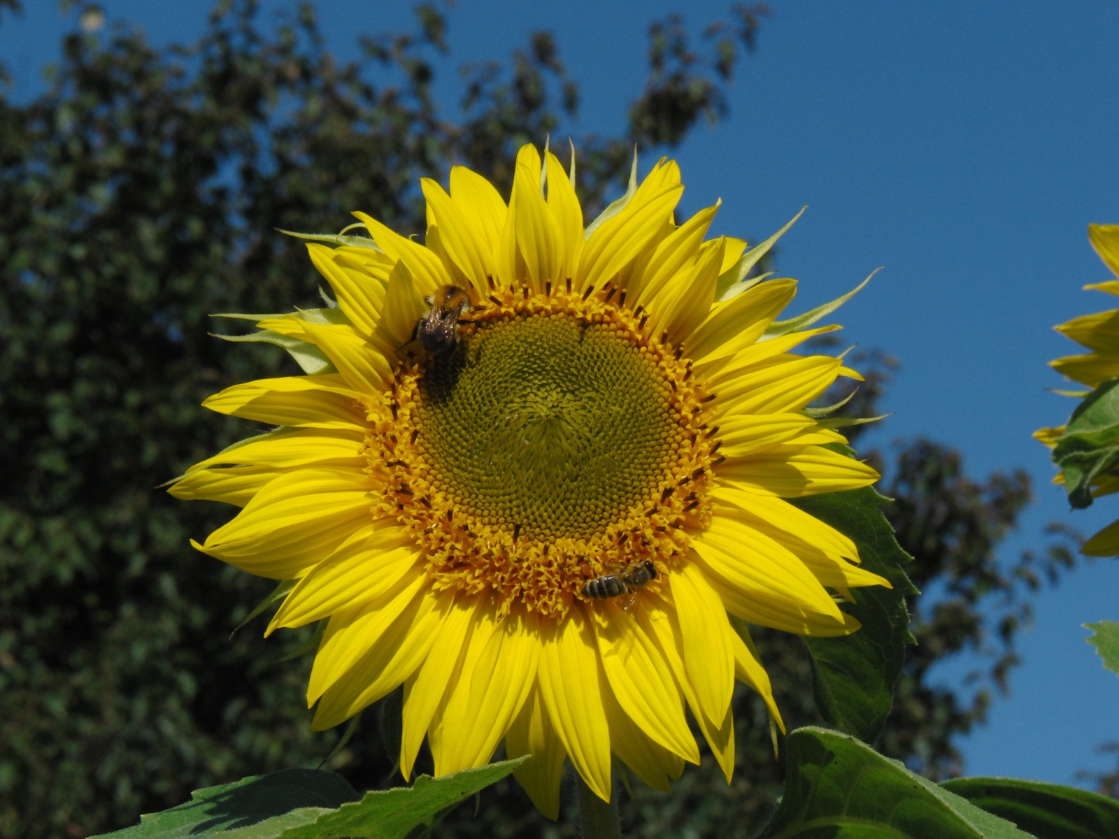 Sonnenblume mit Biene Sonnenblume mit Biene