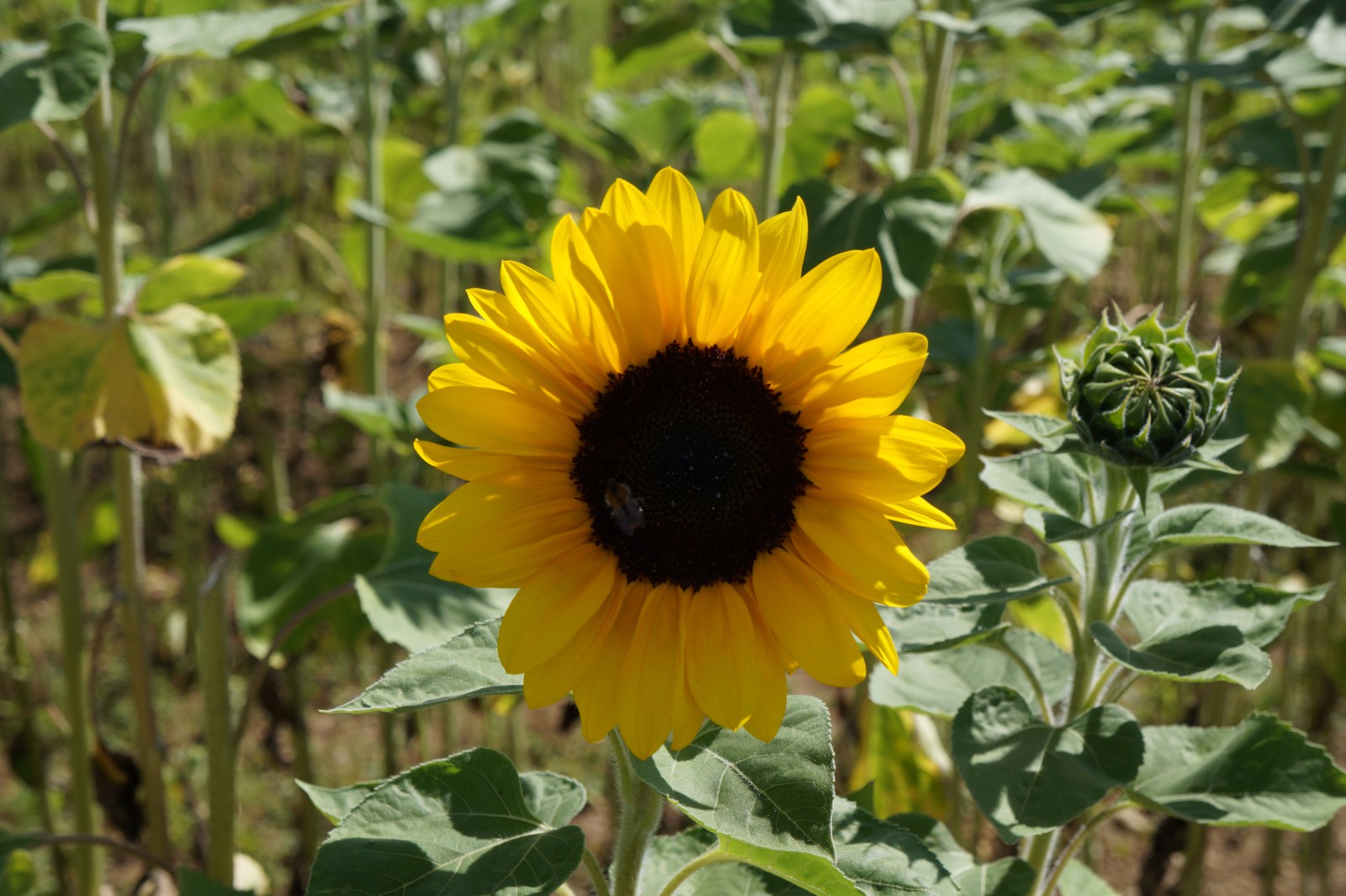 Sonnenblume und Knospe Sonnenblume und Knospe