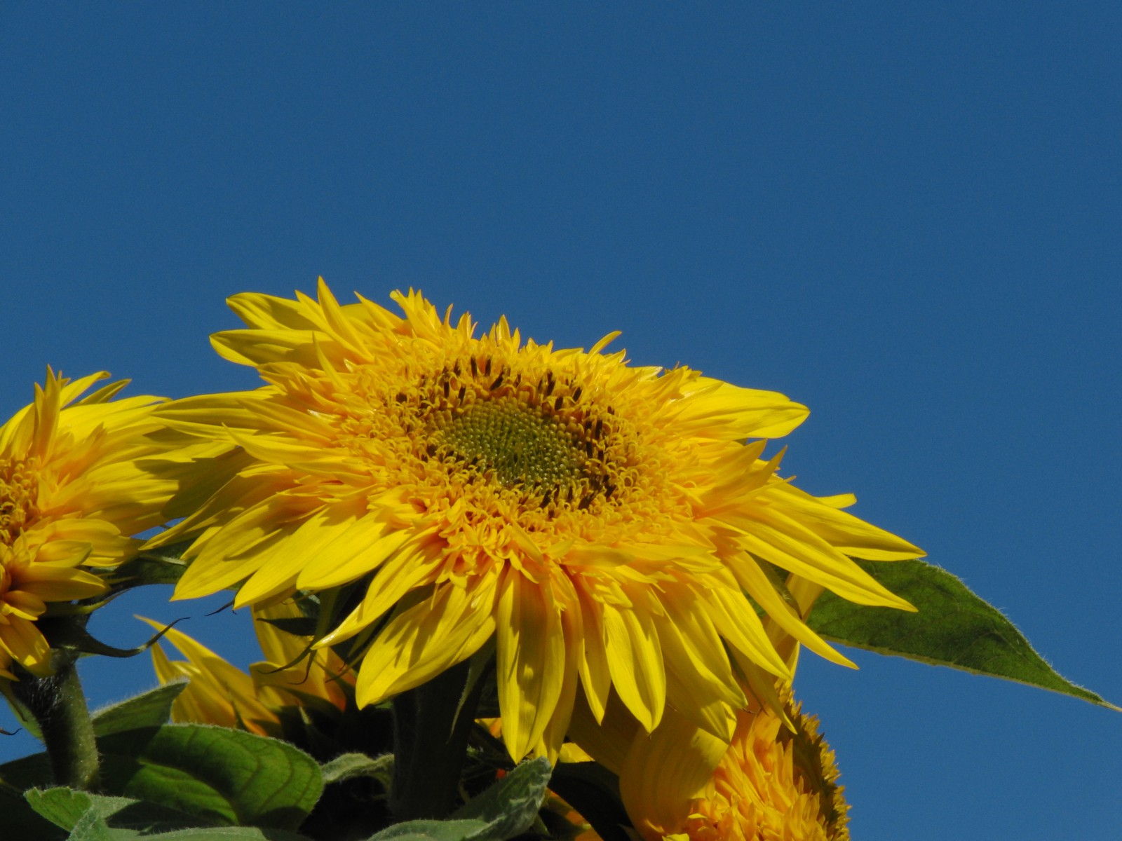 Sonnenblume unter blauen Himmel Sonnenblume unter blauen Himmel