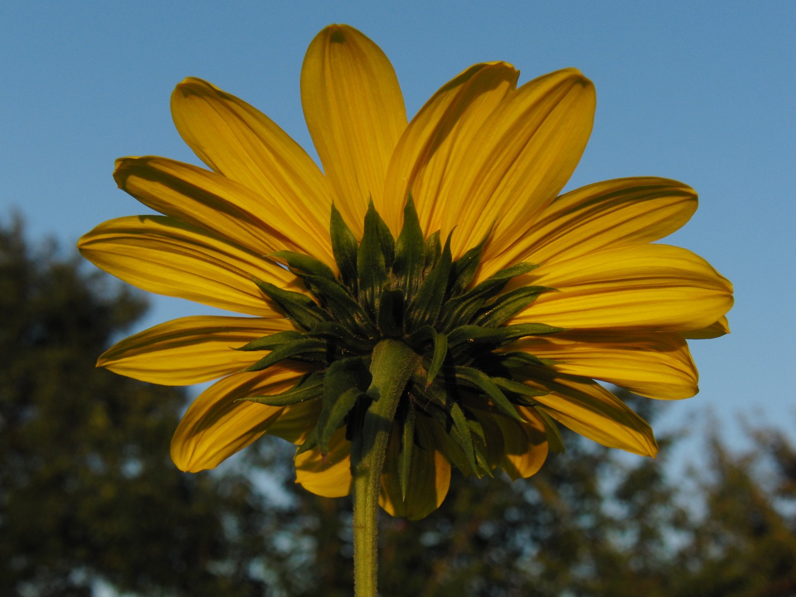 Sonnenblume von hinten Sonnenblume von hinten