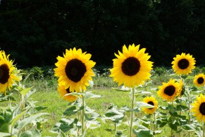 Sonnenblumen Beet 2 Sonnenblumen Beet 2