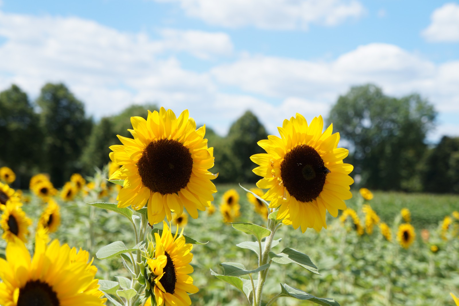 Sonnenblumen-Duo Sonnenblumen-Duo