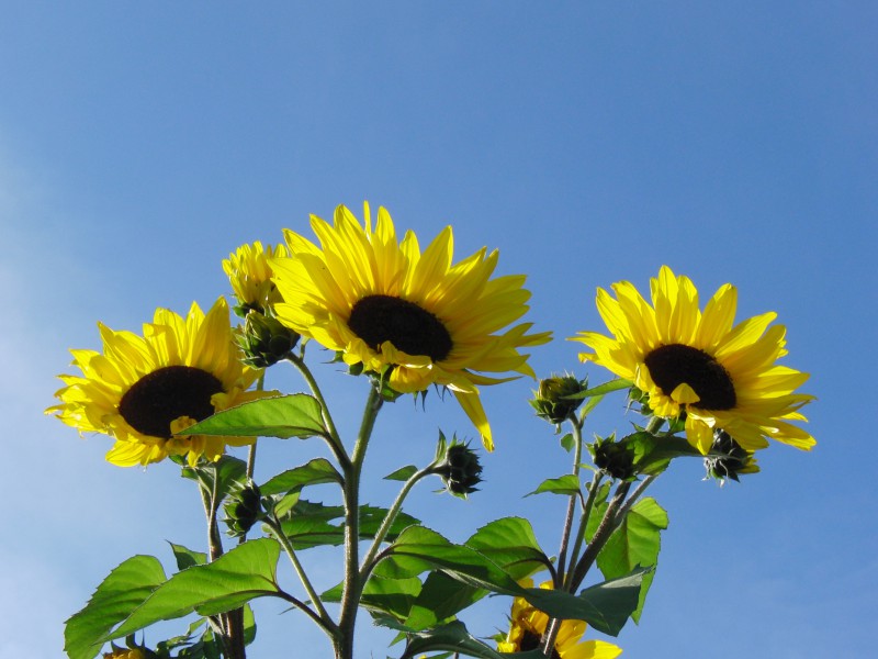  Sonnenblumen vor blauen Himmel