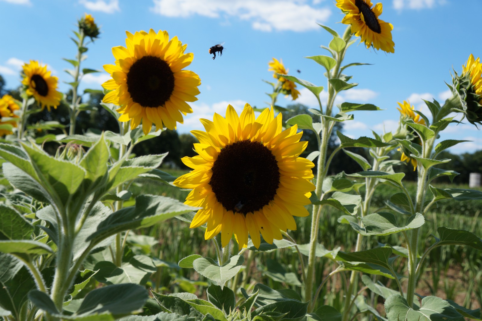 Diese Sonnenblume will ich Diese Sonnenblume will ich