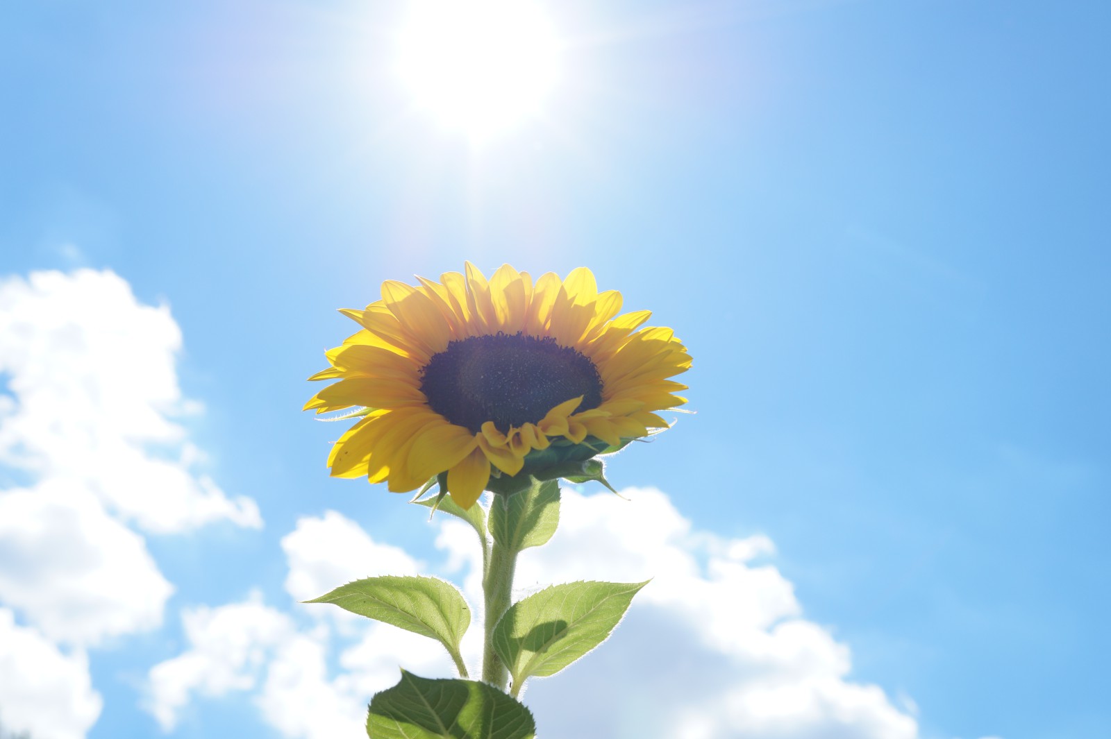 Strahlende Sonnenblume Strahlende Sonnenblume