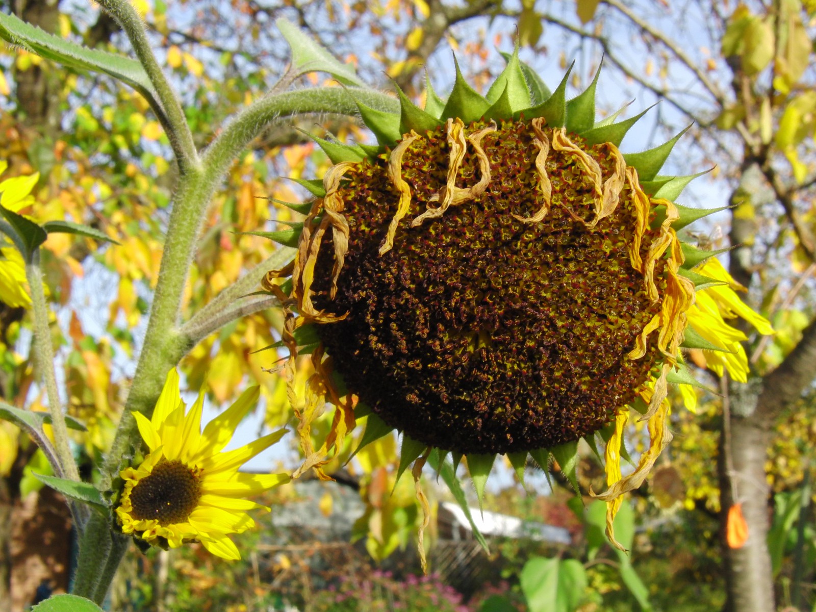 Verblühte Sonnenblume 1 Verblühte Sonnenblume 1