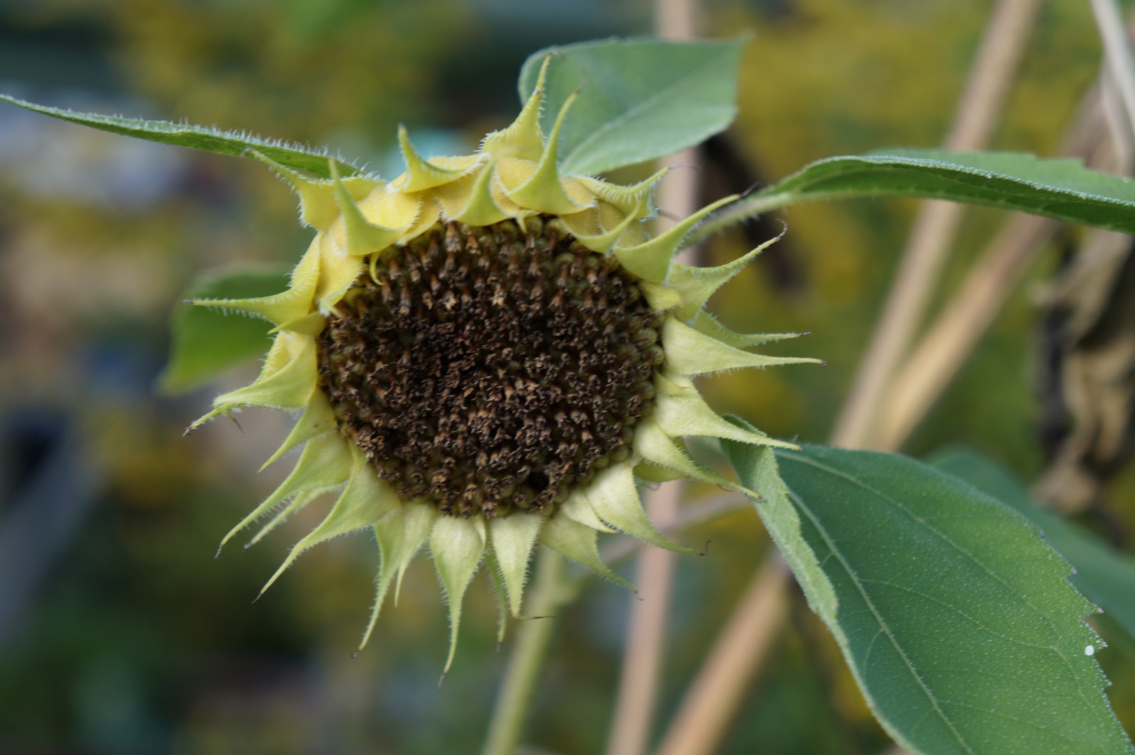 Verblühte Sonnenblume 2 Verblühte Sonnenblume 2