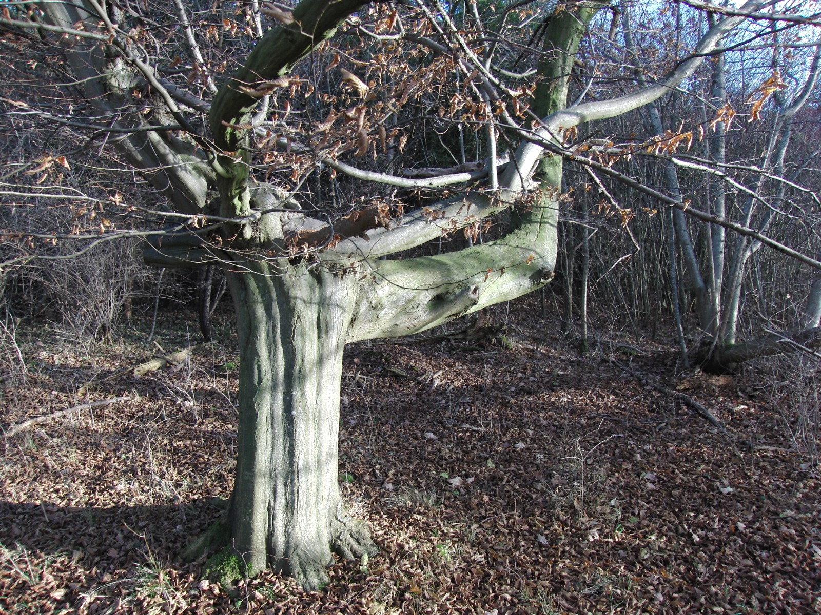 Alter Baumstamm im Spätherbst Alter Baumstamm im Spätherbst