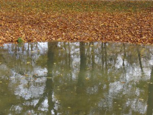 Novemberlaub am Ufer Novemberlaub am Ufer