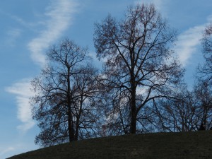 Parkhügel vor blauen Novemberhimmel 1 Parkhügel vor blauen Novemberhimmel 1