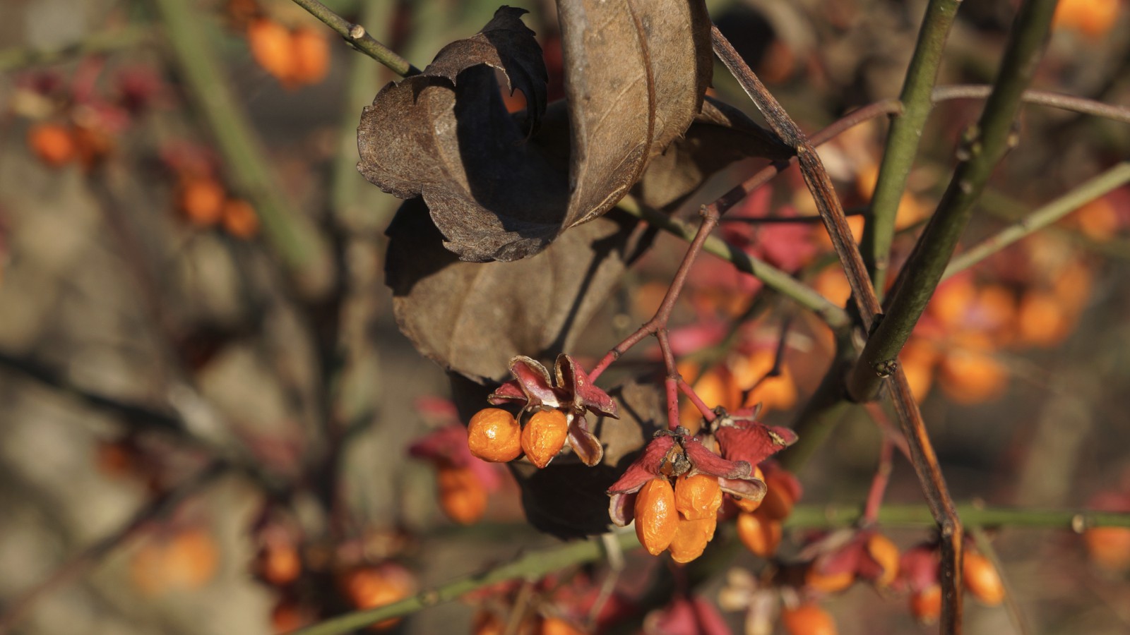 Pfaffenhütchen im November Pfaffenhütchen im November