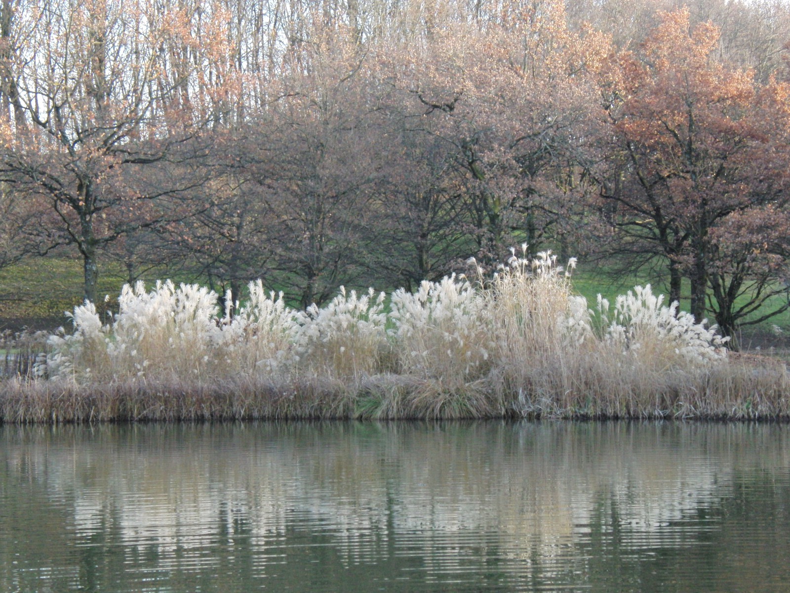 Spätherbst am Parksee Spätherbst am Parksee