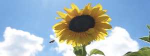 Auf zur Sonnenblume Wallpaper 3840x1440 Auf zur Sonnenblume Wallpaper 3840x1440