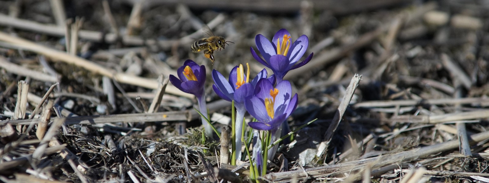 Biene auf dem Weg zum Krokus Wallpaper 3840x1440 Biene auf dem Weg zum Krokus Wallpaper 3840x1440