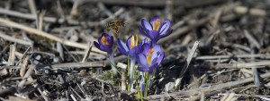 Biene auf dem Weg zum Krokus Wallpaper 3840x1440 Biene auf dem Weg zum Krokus Wallpaper 3840x1440