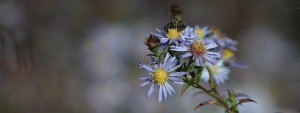 Biene im Herbst auf Aster Wallpaper 3840x1440 Biene im Herbst auf Aster Wallpaper 3840x1440