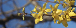 Forsythienzweig Wallpaper 3840x1440 Forsythienzweig Wallpaper 3840x1440