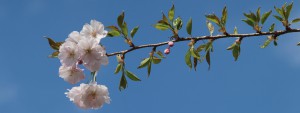Kirschblüten vor blauen Himmel Wallpaper 3840x1440 Kirschblüten vor blauen Himmel Wallpaper 3840x1440