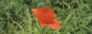Klatschmohn Wallpaper 3840x1440 Klatschmohn Wallpaper 3840x1440