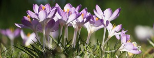 Leuchten der Elfenkrokusse Wallpaper 3840x1440 Leuchten der Elfenkrokusse Wallpaper 3840x1440