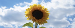 Nikipics Sonnenblume Wallpaper 3840x1440 Nikipics Sonnenblume Wallpaper 3840x1440