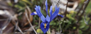 Reinkarnation der blauen Iris Wallpaper 3840x1440 Reinkarnation der blauen Iris Wallpaper 3840x1440