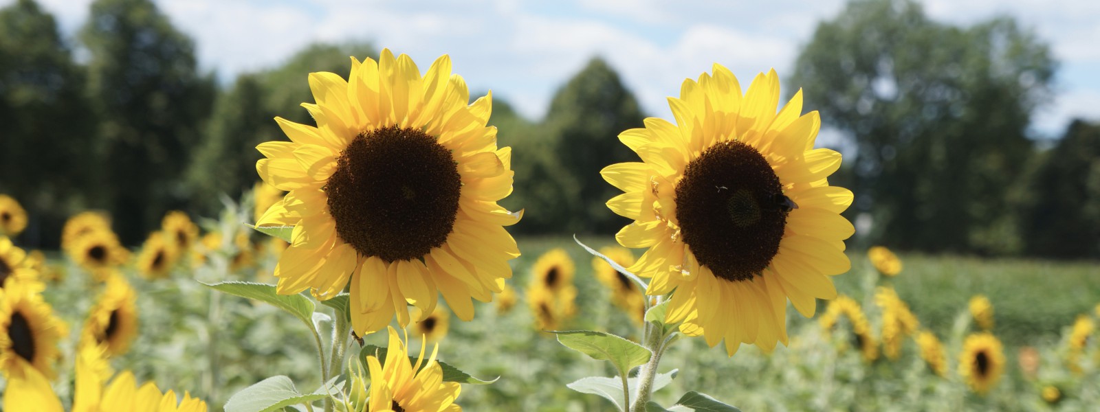 Sonnenblumen Wallpaper 3840x1440 Sonnenblumen Wallpaper 3840x1440