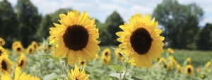 Sonnenblumen Wallpaper 3840x1440 Sonnenblumen Wallpaper 3840x1440