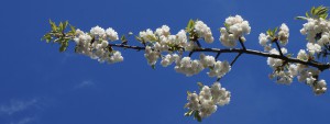 Weiße Kirschblüten Wallpaper 3840x1440 Weiße Kirschblüten Wallpaper 3840x1440