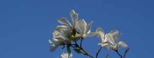Weiße Magnolien Wallpaper 3840x1440 Weiße Magnolien Wallpaper 3840x1440
