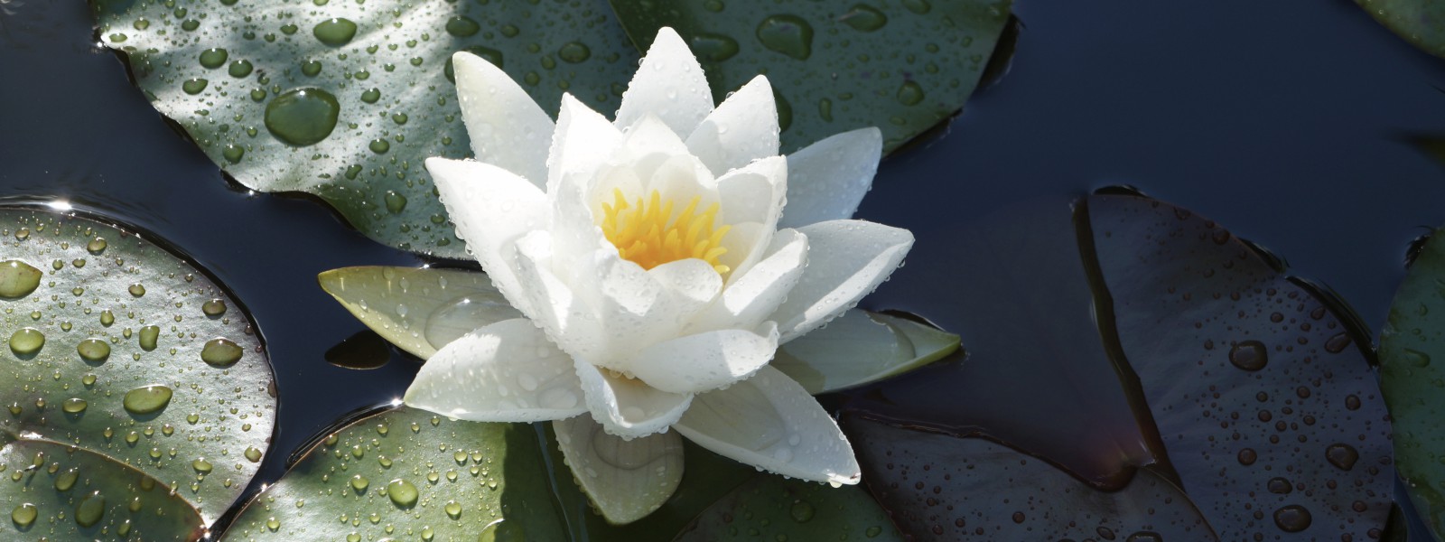 Weiße Seerose Wallpaper 3840x1440 Weiße Seerose Wallpaper 3840x1440