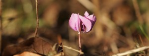 Wildes Alpenveilchen Wallpaper 3840x1440 Wildes Alpenveilchen Wallpaper 3840x1440