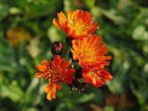 Flowerpower im Herbst (Orangerotes Habichtskraut)