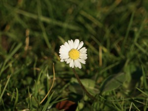 Gänsblümchen im Januar 2020