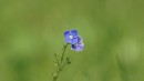 Gewitterblümchen