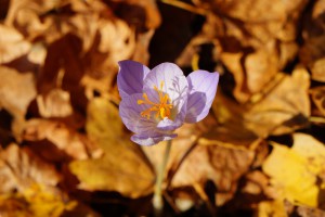 Herbstkrokus im Laub