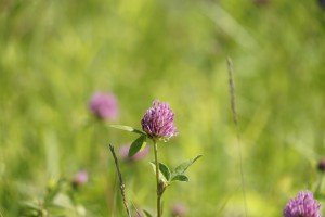 Klee in der Wiese
