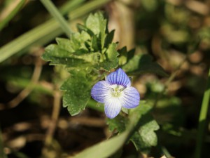 Kleines Gewitterblümchen